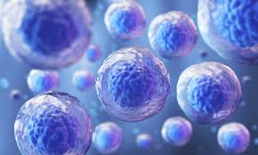 Adult Stem Cell Storage Market