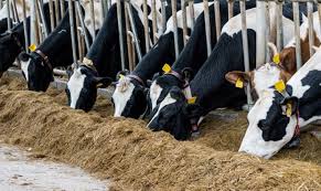 Animal Feed Additives Industry Market
