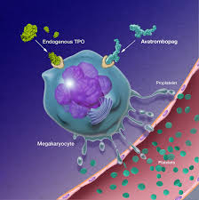 The Thrombopoietin Receptor Agonist Market